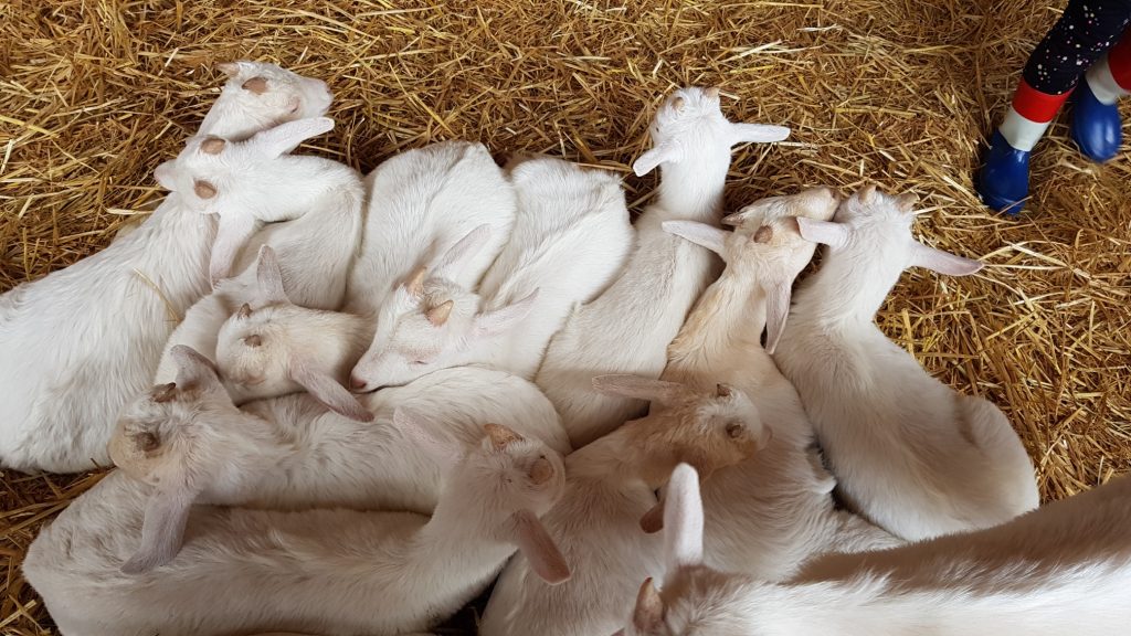 boerderij het geertje lammetje lammetjes in het stro