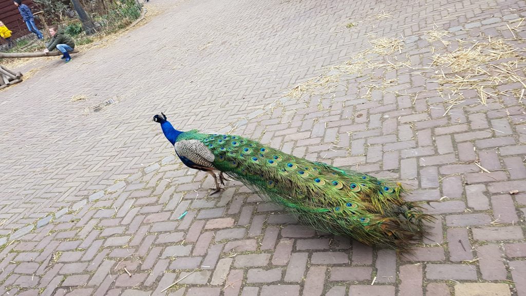 pauw boerderij het geertje