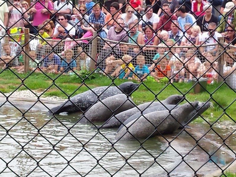 zeehonden zeeleeuwen show