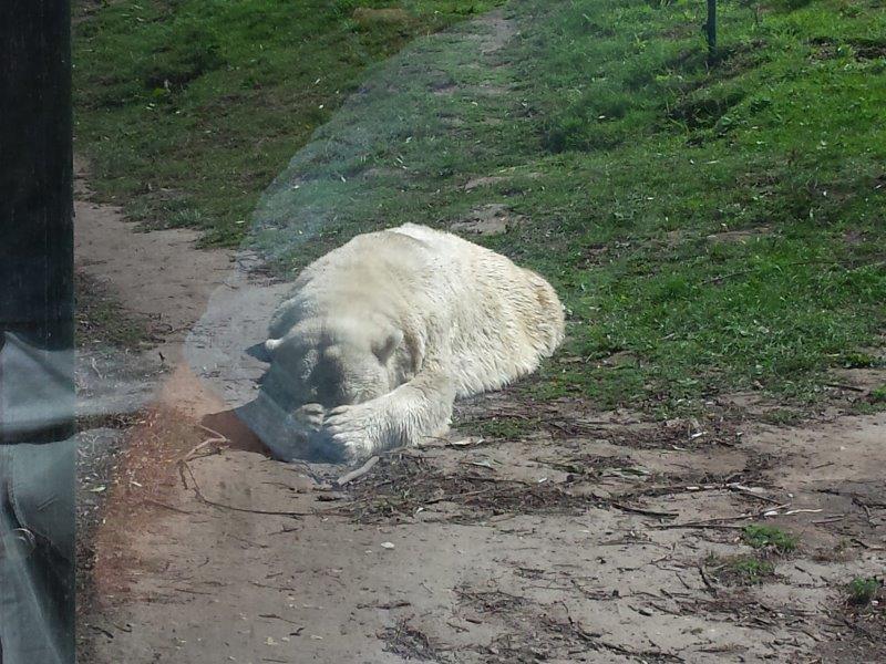 ijsbeer in water verstoppertje kiekeboe Dierenrijk Nuenen