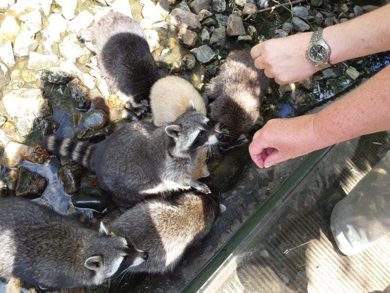 wasberen voeren dierentuin Dierenrijk Nuenen