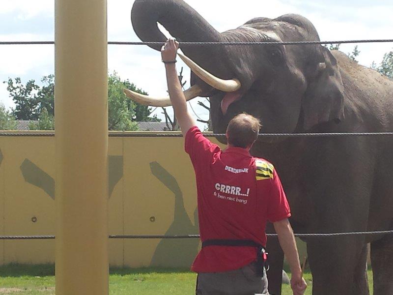 olifant met verzorger Dierenrijk Nuenen