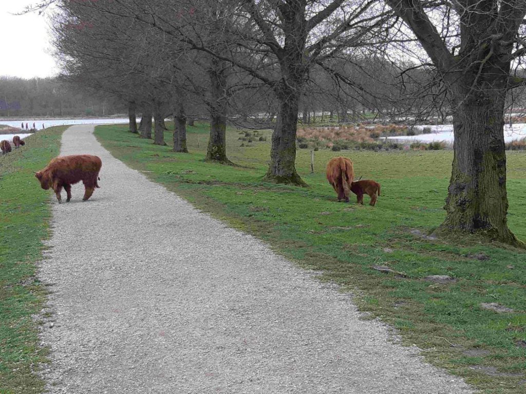 schotse hooglanders natuur wandeltocht vlaardingen