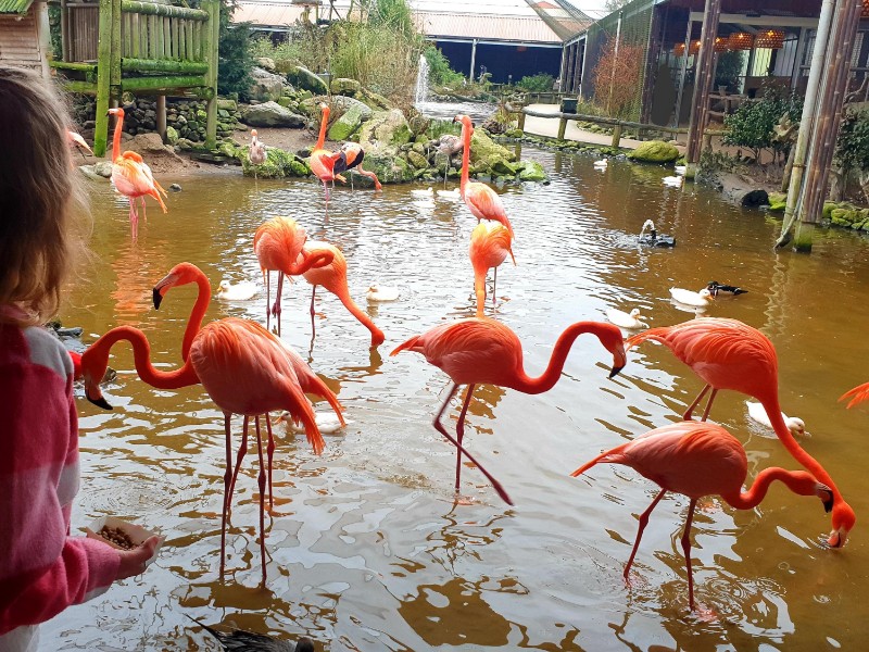 pantropica flamingo's in water 