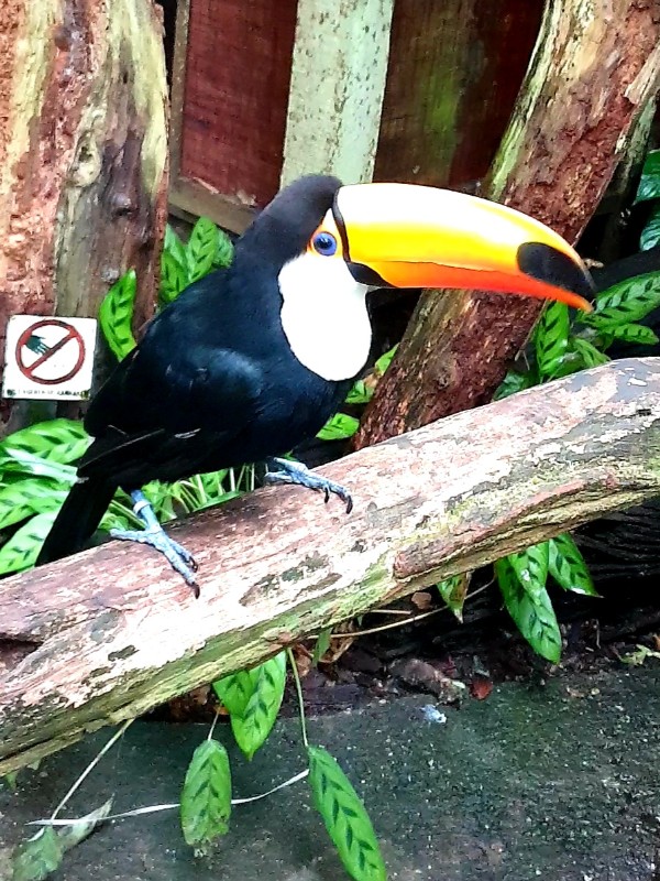 toekan op tak tropisch dierentuin