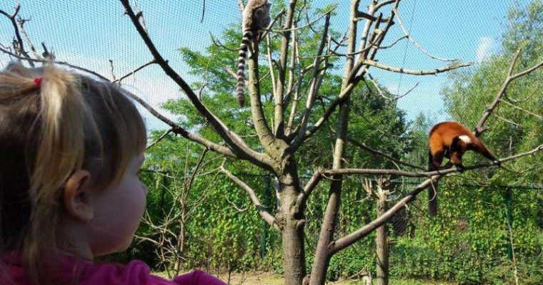 Dierenrijk Nuenen dierentuin – een gezellig uitstapje met speeltuin