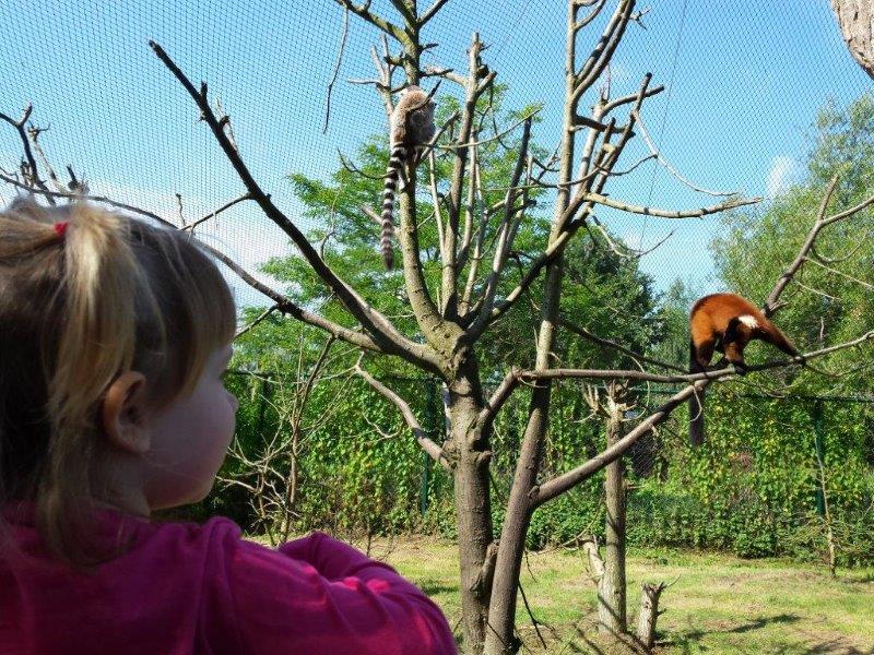 dierenrijk nuenen meisje dat kijkt naar aap op een tak dierentuin kind kinderen