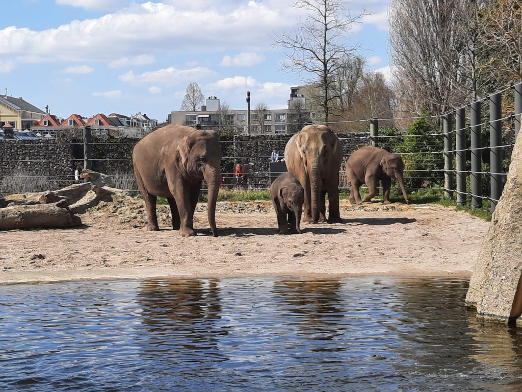 Artis olifanten op stap met kinderen