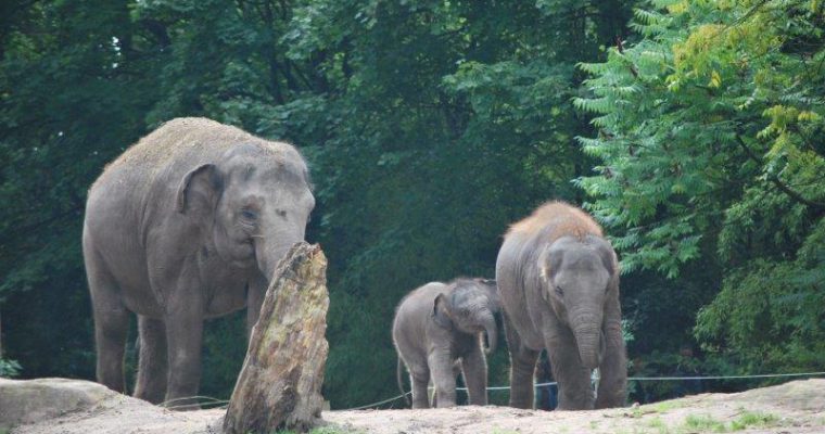 Diergaarde Blijdorp dierentuin – een mooi dagje uit in centrum Rotterdam