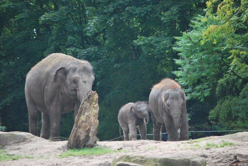 Blijdorp dierentuin olifanten