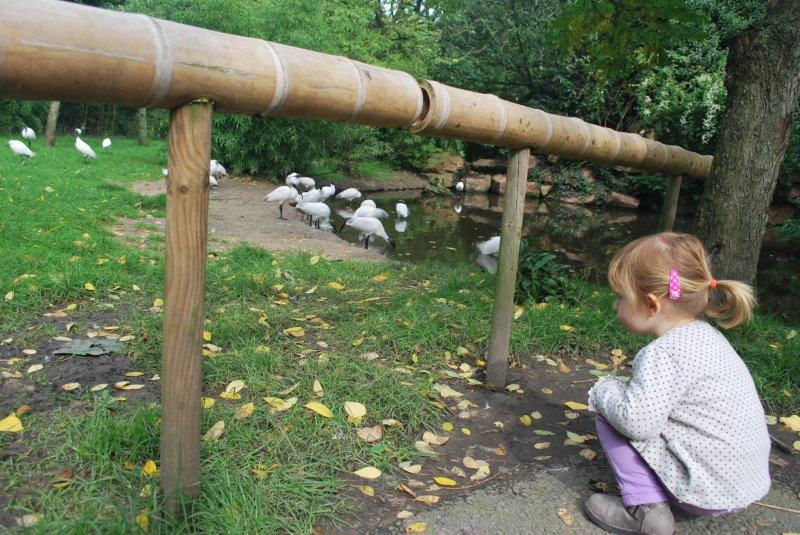 blijdorp dierentuin meisje