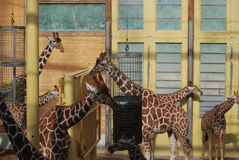 giraf giraffe giraffen dierentuin