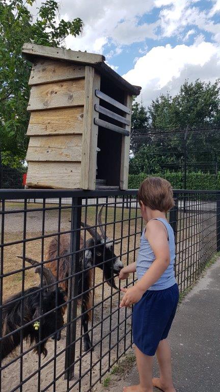 kind met geit pukkemuk dongen boerderij kinderboerderij